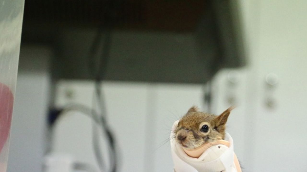 Dünyada ilk kez bir sincaba protez kol takılacak