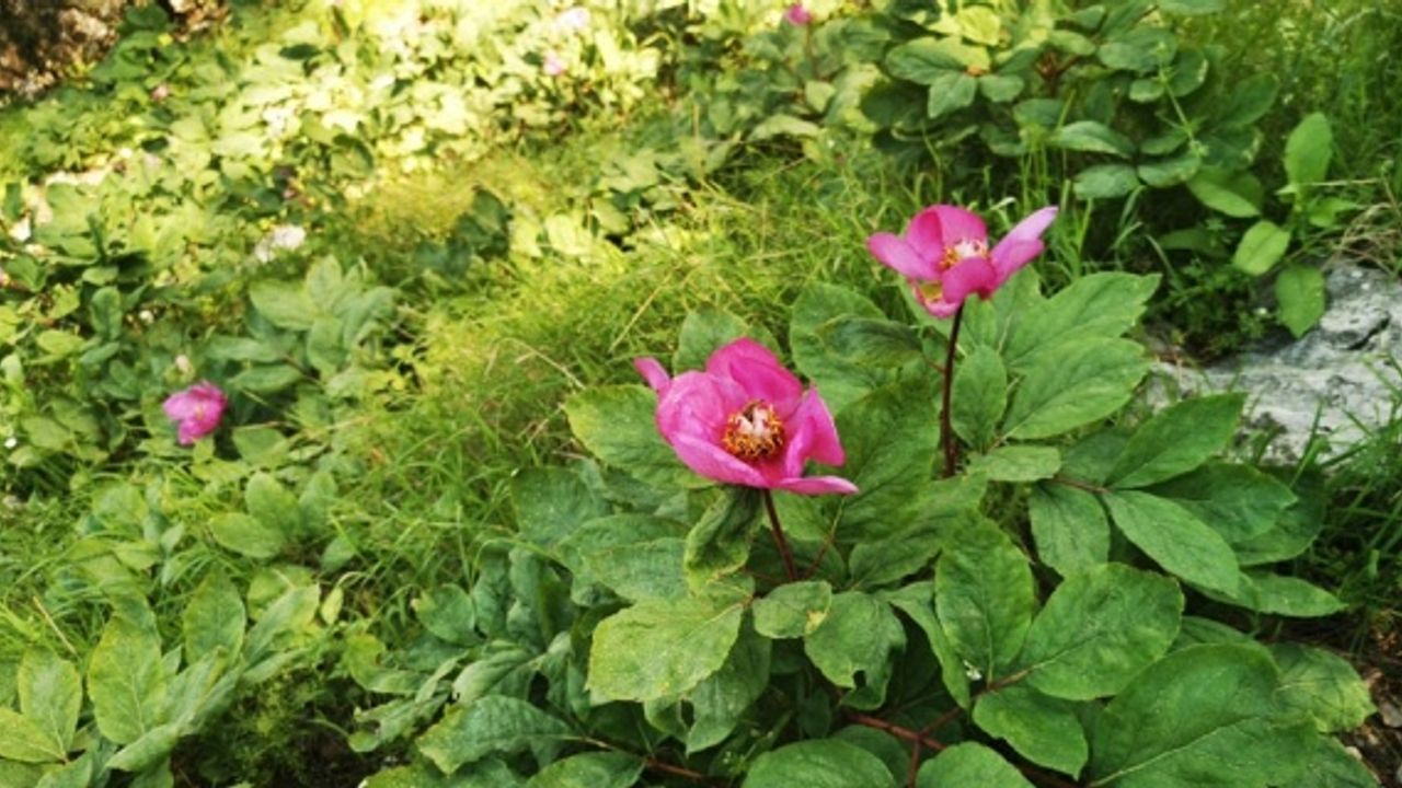 Bu çiçeği koparmak ya da zarar vermenin cezası 60 bin lira