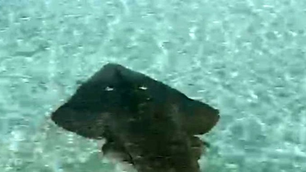 2 metreye yakın kemane balığı Çeşme’de görüntülendi