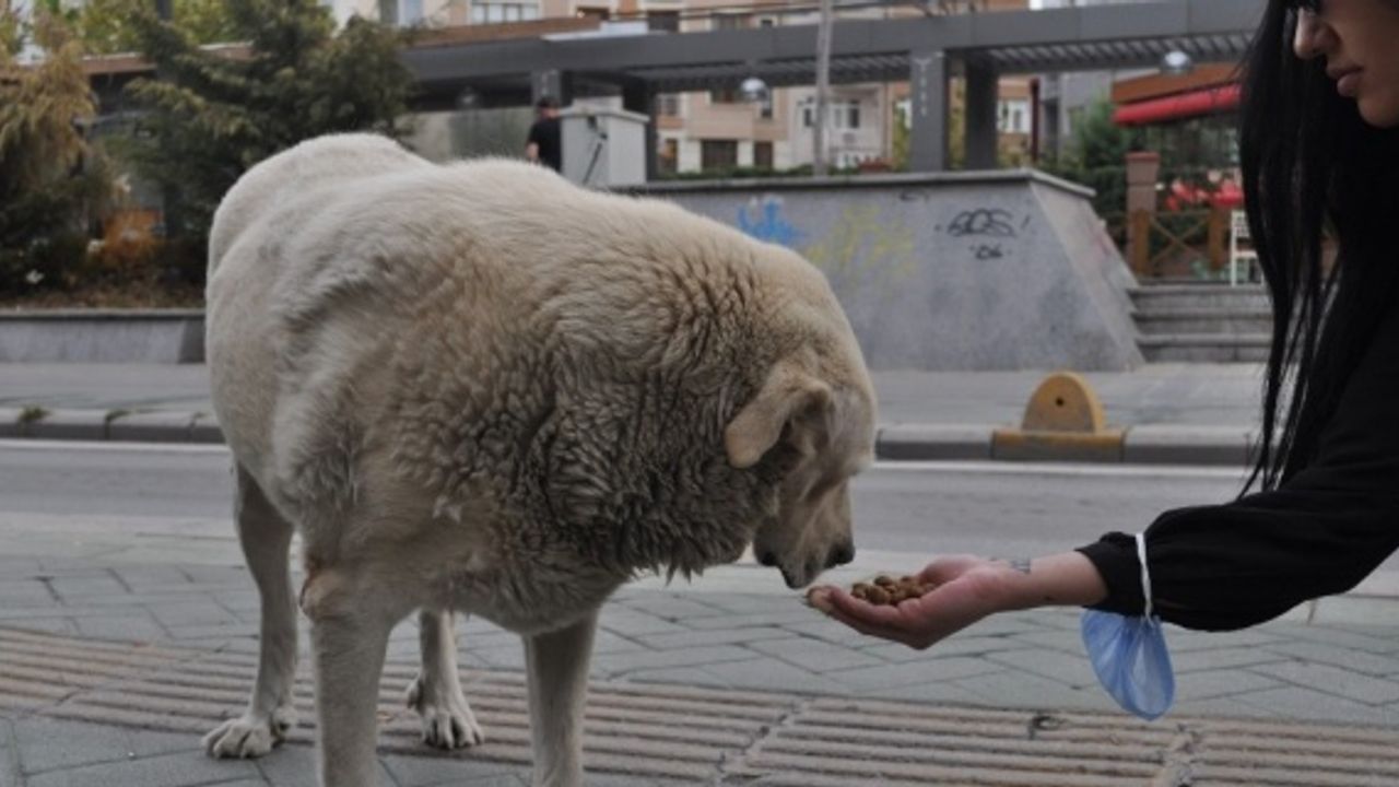 Onlar sokak hayvanları için ter döküyor