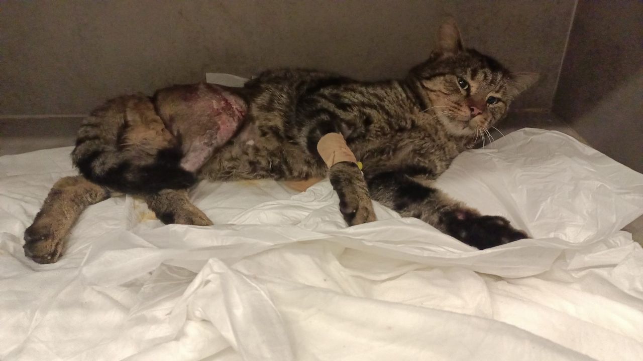 Hayvanseverler kazada yaralanan sokak kedisine umut oldu