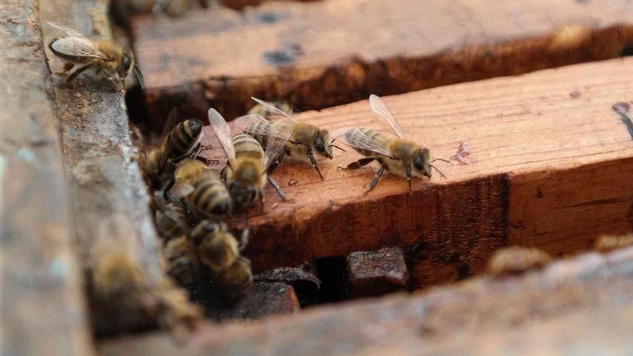 Arılar bu uygulamalarla kışın da güvende