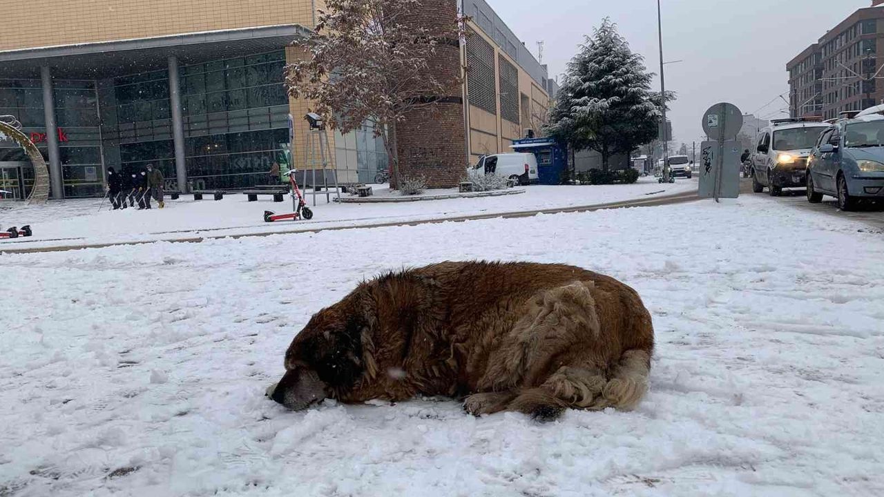Sokak hayvanlarının karla mücadelesi başladı