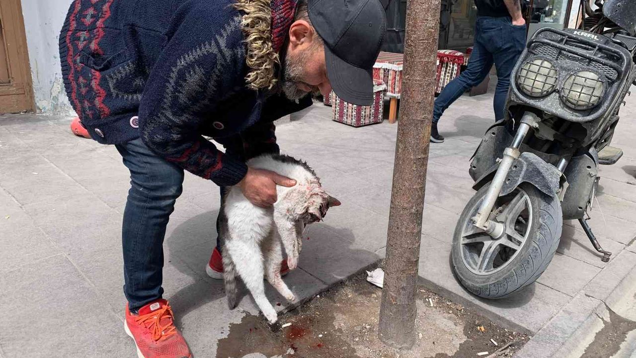 Eskişehir’de taksinin çarptığı kedi can verdi