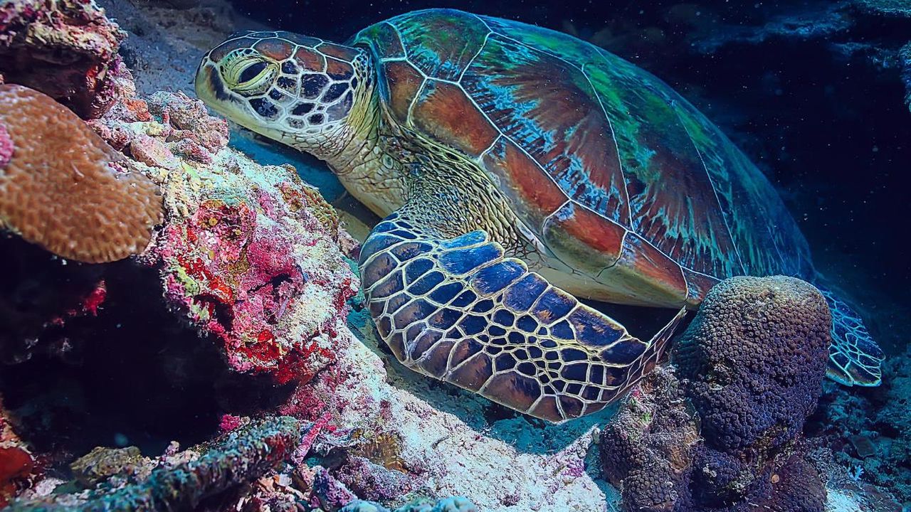 Kaplumbağa Akvaryumu Çeşitleri ve Aksesuarları