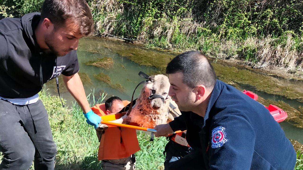 Sulama kanalına düşen köpek kurtarılarak tedavi altına alındı