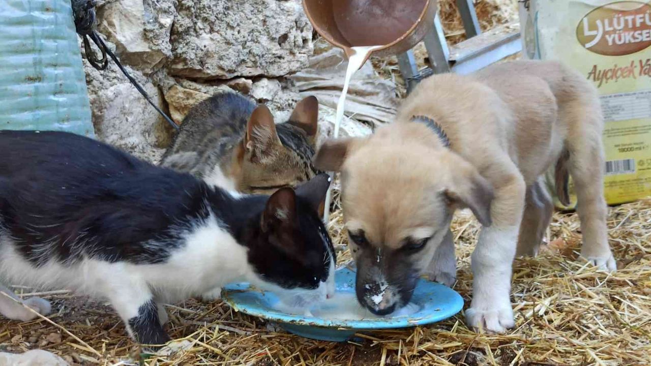Birlikte süt içen yavru köpek ve kediler görenlerin içini ısıttı