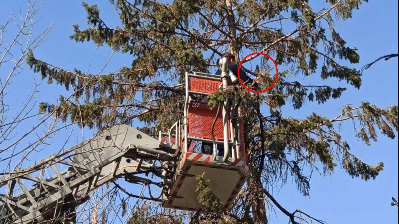 Ağaçta asılı kalan güvercin son anda kurtarıldı