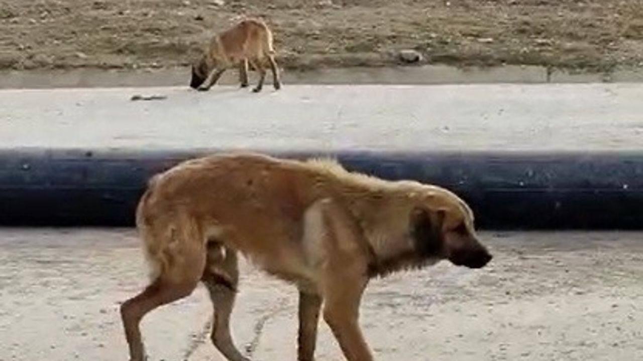 Bacağı kırılan köpeğin yardımına koştular