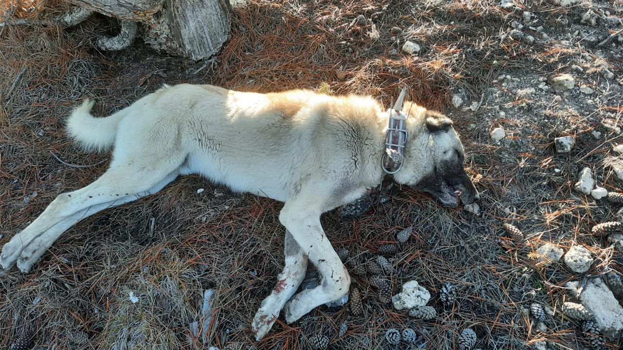 Beylikova’da avcılar köpekleri katletti