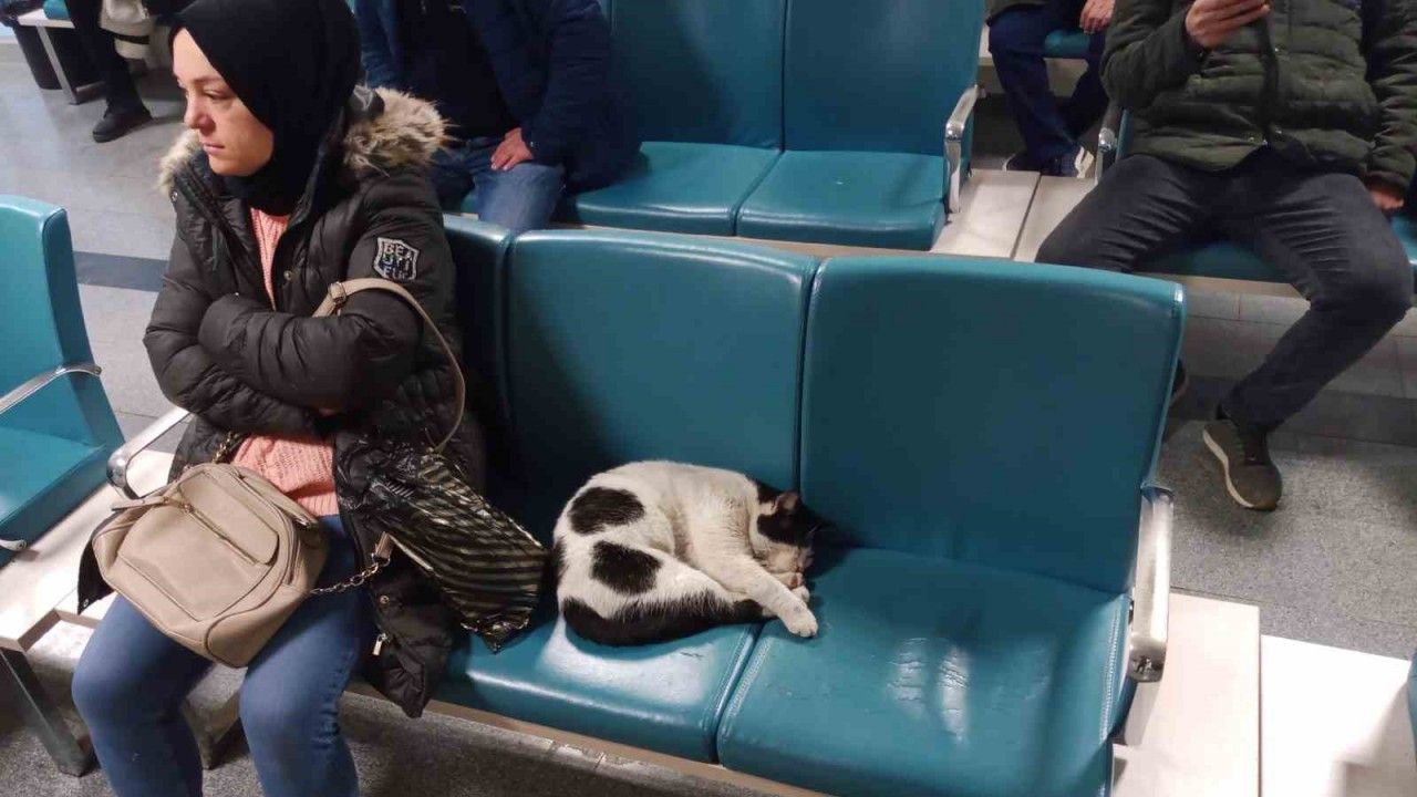 Dışarıda üşüyen kedi ısınmak için hastaneye sığındı