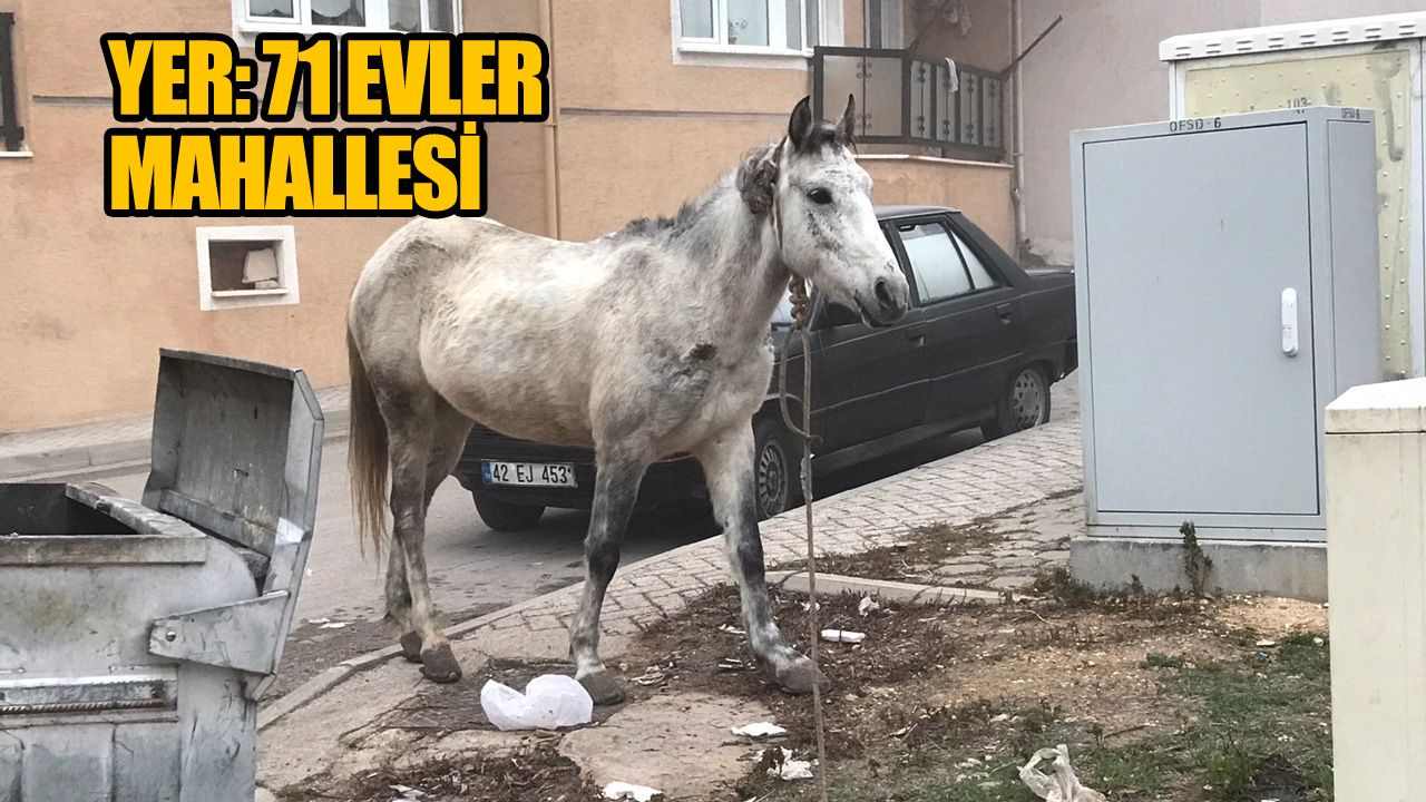 Başıboş atlar yine Eskişehir sokaklarında