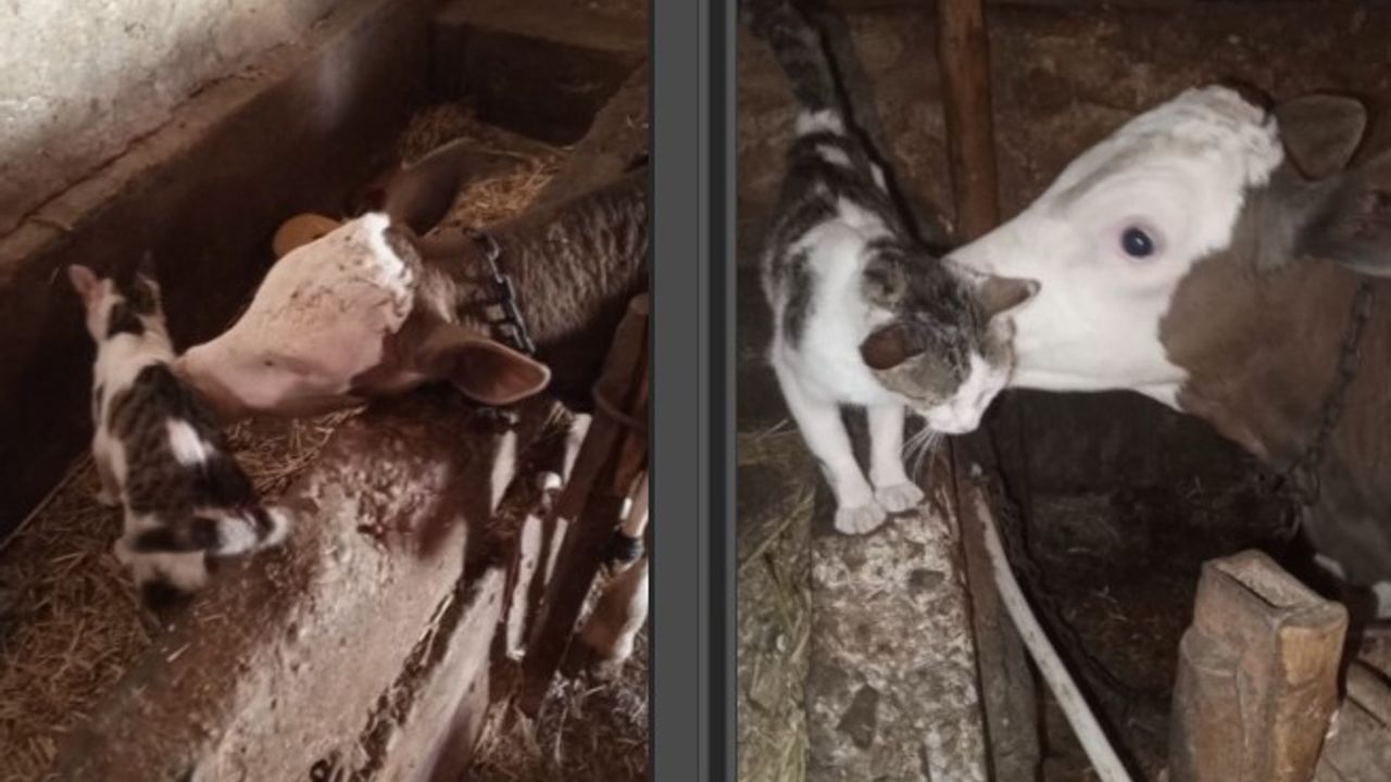 Eskişehir’de kedi ile buzağının dostluğundan renkli görüntüler