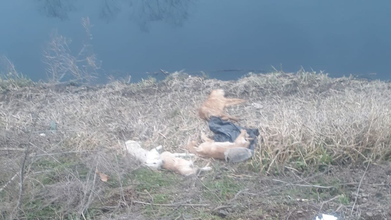 Eskişehir'de köpek katliamı