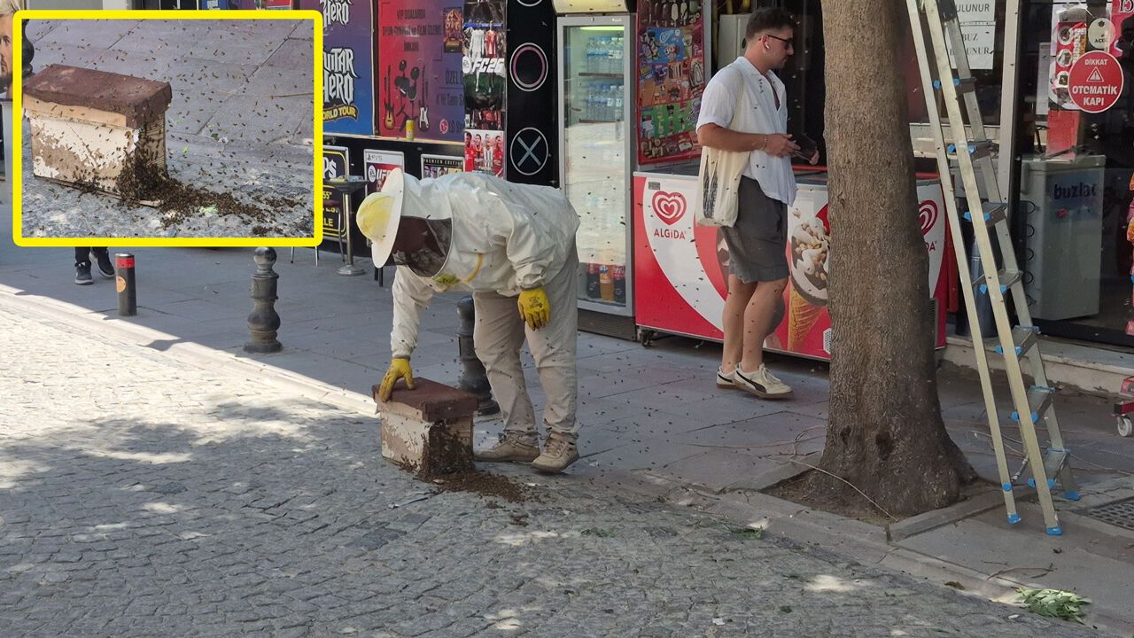Sokağı kaplayan arılar tedirgin etti
