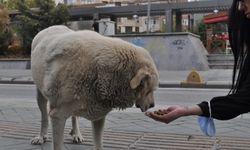 Onlar sokak hayvanları için ter döküyor