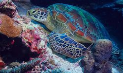Kaplumbağa Akvaryumu Çeşitleri ve Aksesuarları