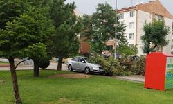Kuvvetli rüzgar nedeniyle otomobilin üzerine ağaç devrildi