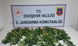 Eskişehir’de 82 kök kenevir ele geçirildi