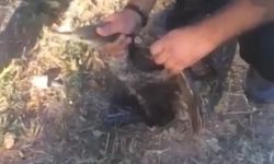 Misinaya dolanan balıkçıl kuşu kurtarıldı