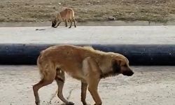 Bacağı kırılan köpeğin yardımına koştular