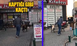 Sokak köpeği mağazadan pelüş oyuncak çaldı