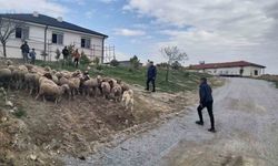 33 küçükbaş hayvan dron desteğiyle bulundu