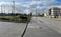 Cadde kenarındaki başıboş atlar trafiği tehlikeye soktu