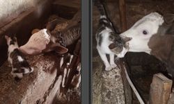 Eskişehir’de kedi ile buzağının dostluğundan renkli görüntüler