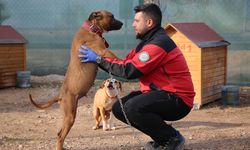   Geçici Hayvan Bakımevi kapatılmayacak   