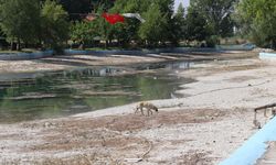 Sakarya Nehri'nin doğduğu Sakaryabaşı'nda sular çekildi