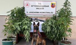 Kova içerisinde yetiştirenlere operasyon