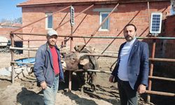 Çifteler'de çiğ süt üreticileri büyük zorluk yaşıyor