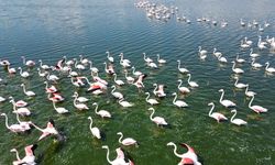 Flamingolar baharın gelişini müjdeledi