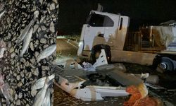 Devrilen TIR'daki balıklar yola saçıldı