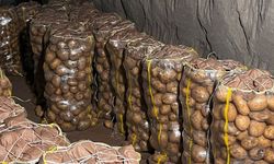 Yurt dışından gelen 2 bin tondan fazla patates virüslü çıktı