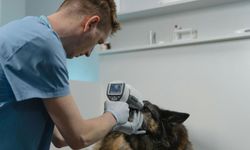 Kadıköy Veteriner Klinikleri Arasında Doğru Tercih Nasıl Yapılır?