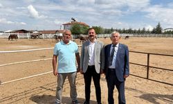 Mahmudiye atçılığının geleceği tehlikede