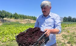 Marulun ekmeğini aracılar yiyor