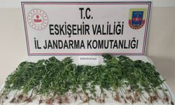 Eskişehir’de kamu arazisine kenevir ekmiş