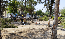 Güzelim ağaçlardan ne istediniz?