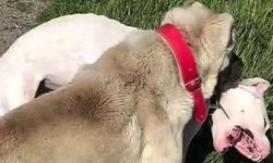 Köpeklerin dövüştürüldüğü videoya tepki