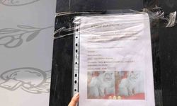 Sokak sokak kaybolan kedisini aradı