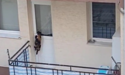 Kedi hapsi polisi alarma geçirdi!