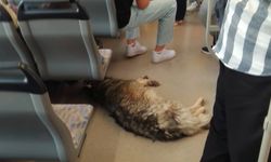 Sıcaktan bunalan köpek tramvaya sığındı