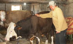 Elektrik mühendisiydi, huzuru köyde buldu