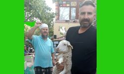 Kaybolan kuzuya 2 gün bakıp sahibine ulaştırdı