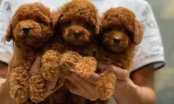 Toy Poodle: Minik Boyutu ile Büyük Kalpli Dostumuz