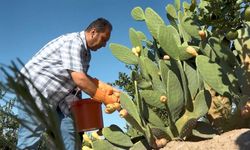 Dikenli incir dondurmaya dönüştü