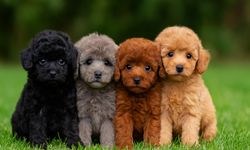 Evde Beslenebilecek Küçük Köpek Irkları Arasında Toy Poodle Trendi